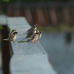 Tree Sparrow