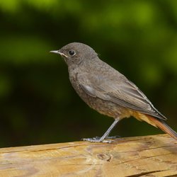 Black Redstart