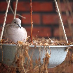 Collared-dove