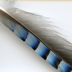 Eurasian Jay