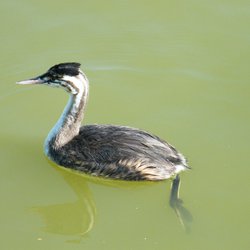 Great Crested Grebe
