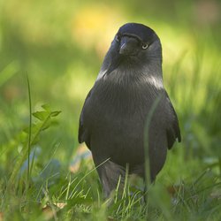 Jackdaw