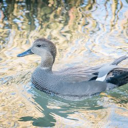 Gadwall