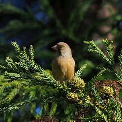 Greenfinch