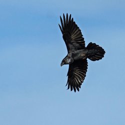 Raven