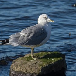 Common Gull