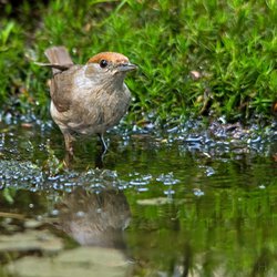 Blackcap