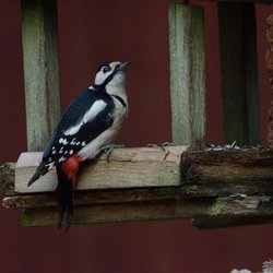 Great Spotted Woodpecker