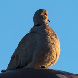 Collared-dove