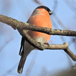 Bullfinch
