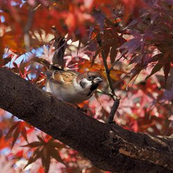 Tree Sparrow