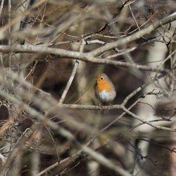 Robin