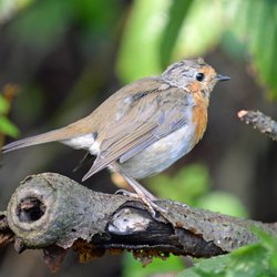 Robin