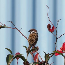 Tree Sparrow