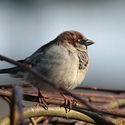House Sparrow