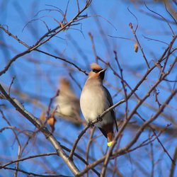 Bohemian Waxwing