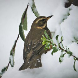 Redwing