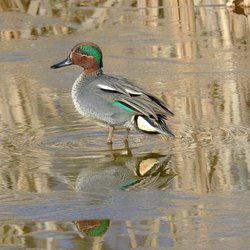 Teal