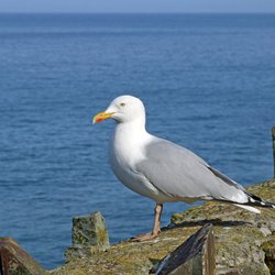 Herring Gull