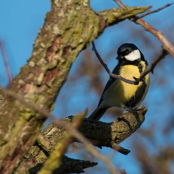 Great Tit