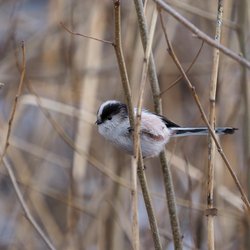 Long-tailed Tit