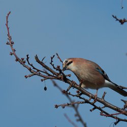 Eurasian Jay
