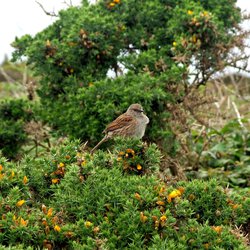 Dunnock