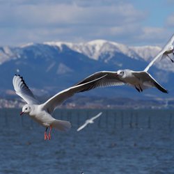 Black-headed Gull