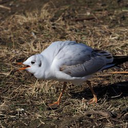 Black-headed Gull