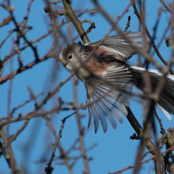 Long-tailed Tit