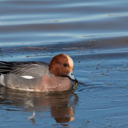 Wigeon