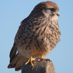 Kestrel