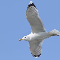 Herring Gull