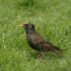 Starling