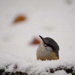 Nuthatch