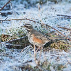 Redwing