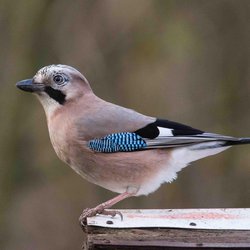 Eurasian Jay