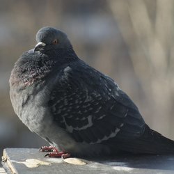 Feral Pigeon
