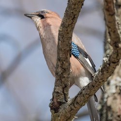 Eurasian Jay