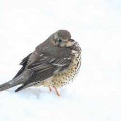 Mistle Thrush