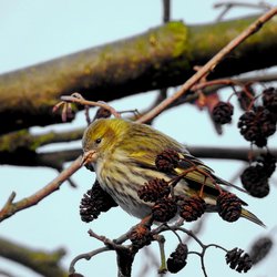 Siskin