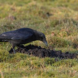 Carrion Crow