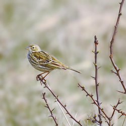 Meadow Pipit