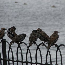 Starling