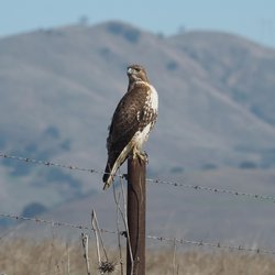 Buzzard