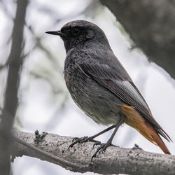 Black Redstart