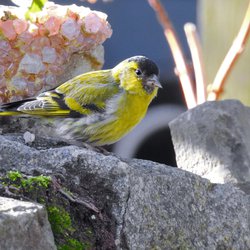 Siskin