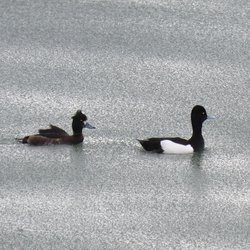 Tufted Duck