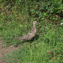 Pheasant