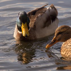Mallard